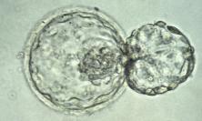 Image of embryo