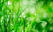 Photograph of rain drops on grass