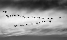 birds in flight