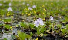 Water hyacinth by Liam Spradlin on Unsplash
